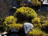 Moosbüschel am Bachufer